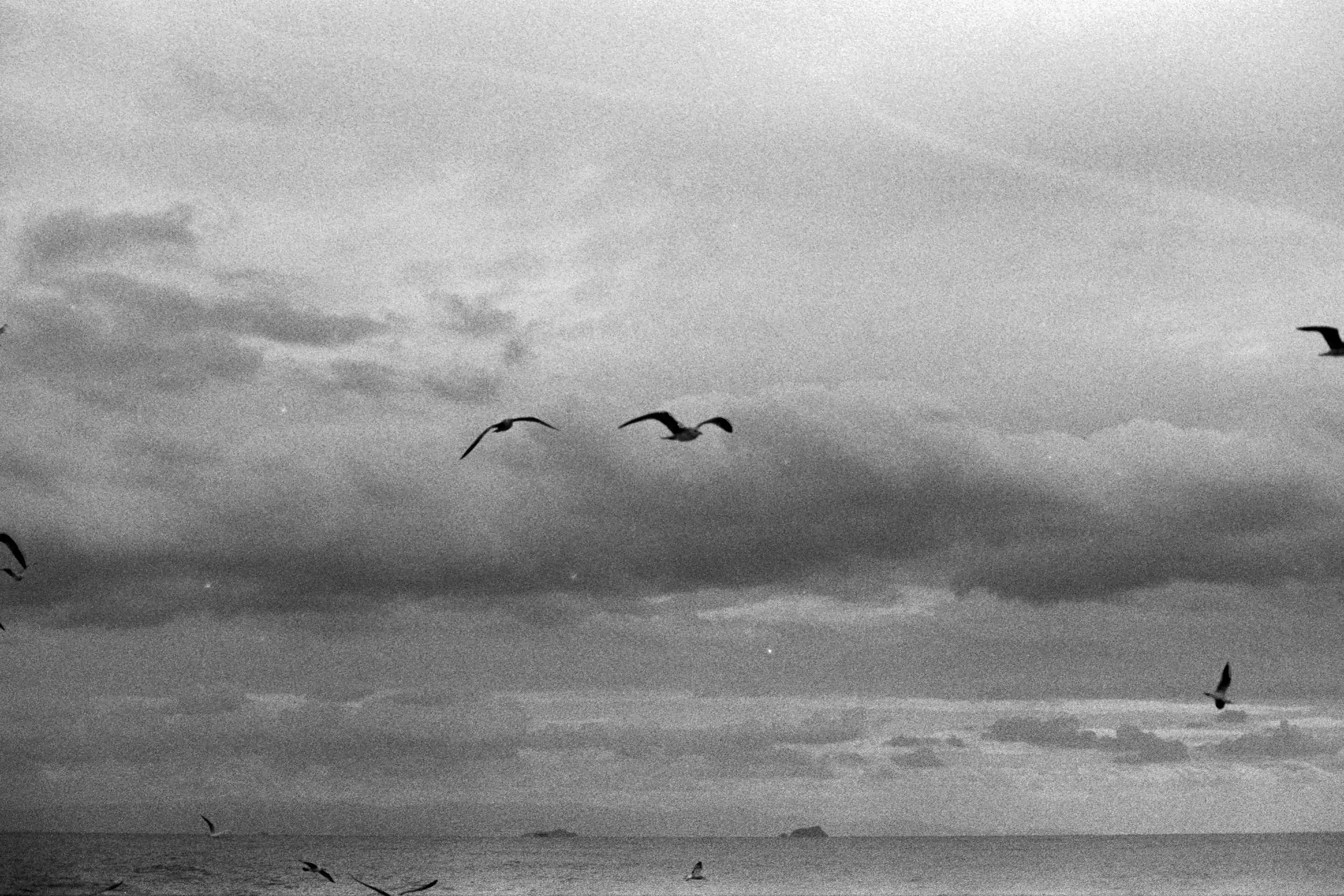 Birds over the sea